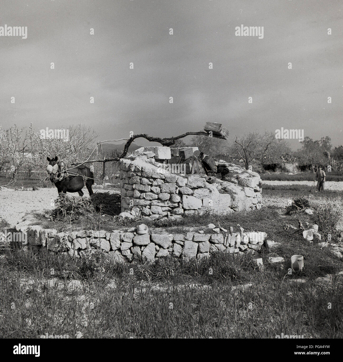 1950, Mallorca, Spanien, historische Bild zeigt ein Pferd ländlichen Wasser gut versorgt. Stockfoto