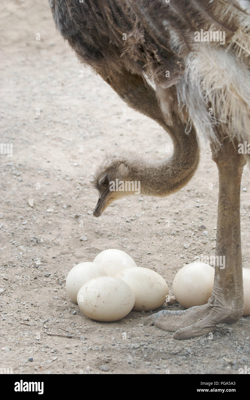 Der Strauß Struthio camelus kümmert sich um seine Eier. Zählen Sie eins nach dem anderen Stockfoto