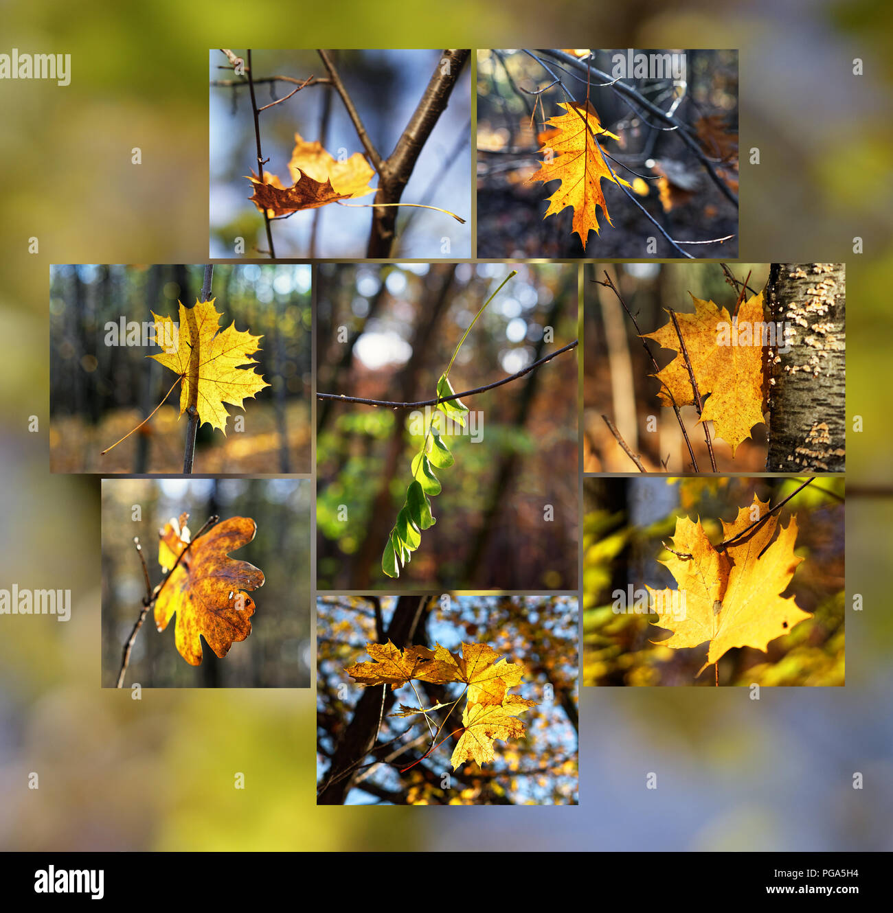 Herbstliche Stimmung - Collage 8 Bilder mit einzelnen Blätter im Herbst Farbe, Hintergrund unscharf, die Farben des Herbstes - Standort: Deutschland Stockfoto
