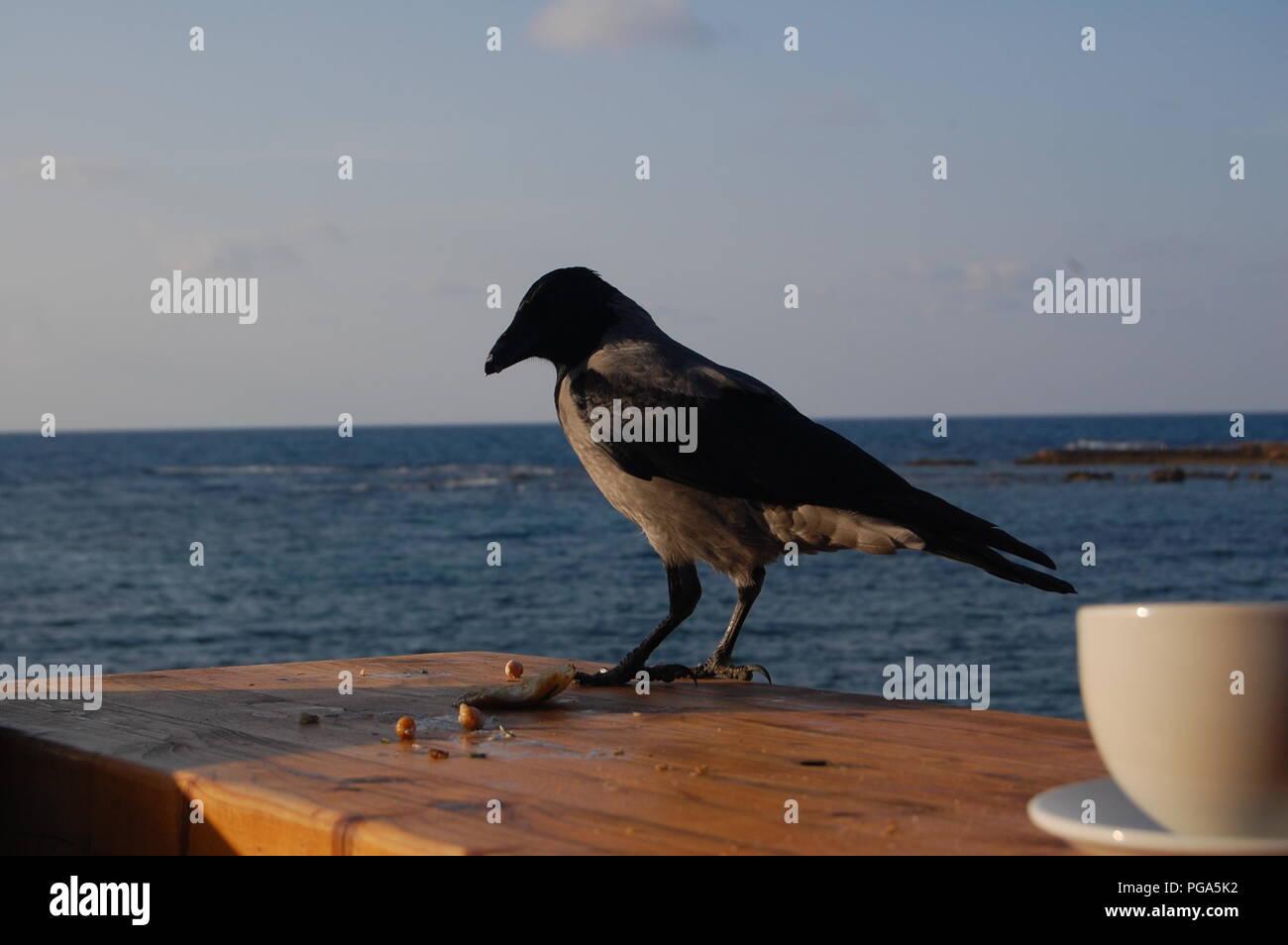 Auf See Raven Stockfoto