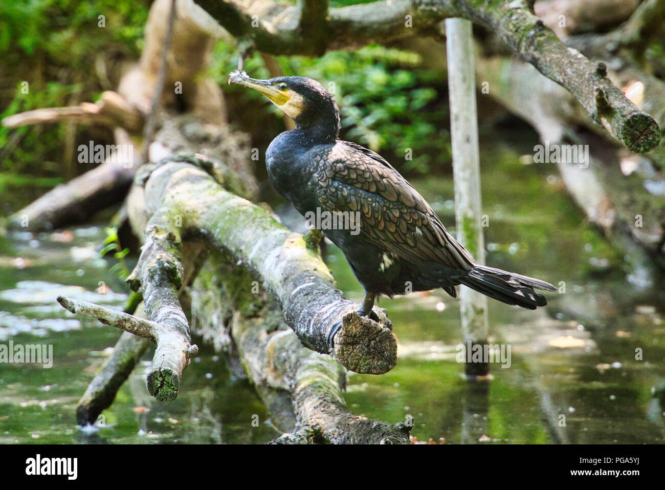 Schwarzer Kormoran Stockfoto