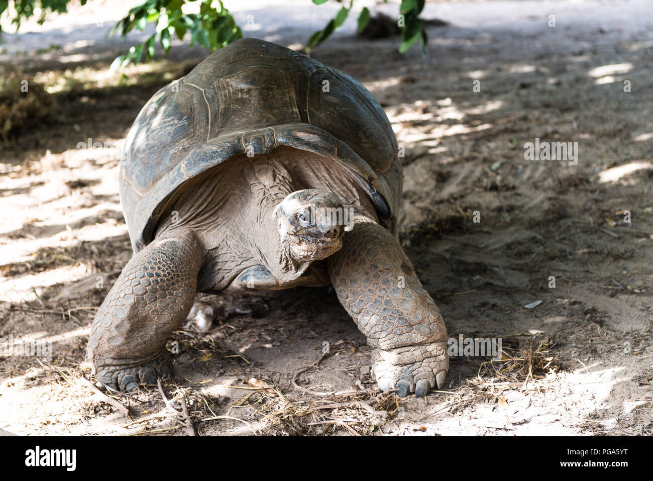 Eine riesige Schildkröte zu Fuß am weißen Strand. Stockfoto