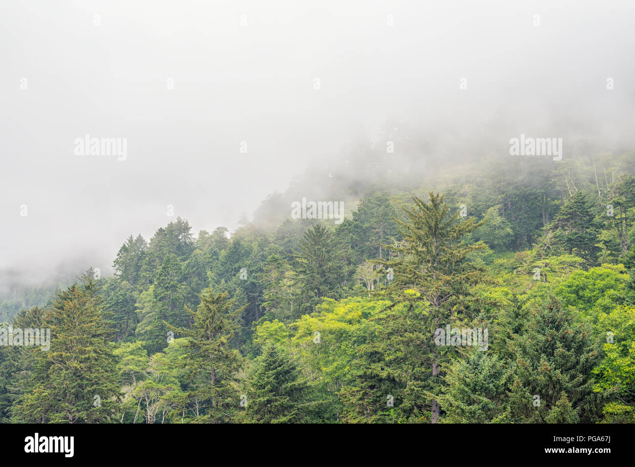 Nebel unter einem Pinienwald. Redwood National- und Staatsparks, Nord Kalifornien, USA. Stockfoto