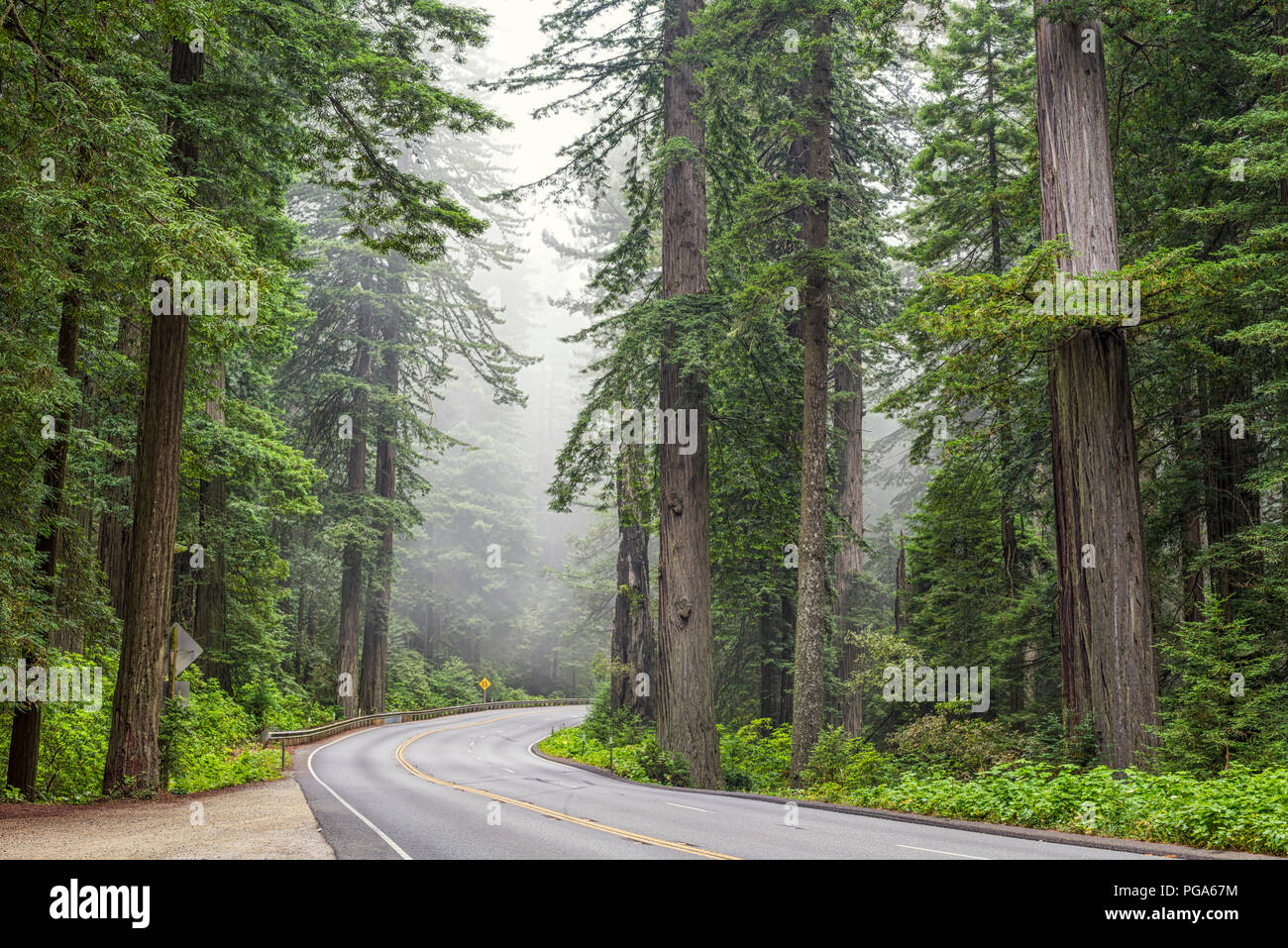 Us-Highway 101 durch den Redwood National- und Staatsparks, Nord Kalifornien, USA. Stockfoto