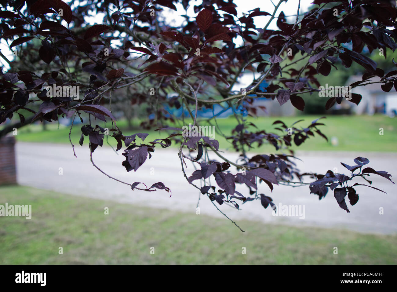 In der Nähe von sterbenden Baum Blätter Stockfoto