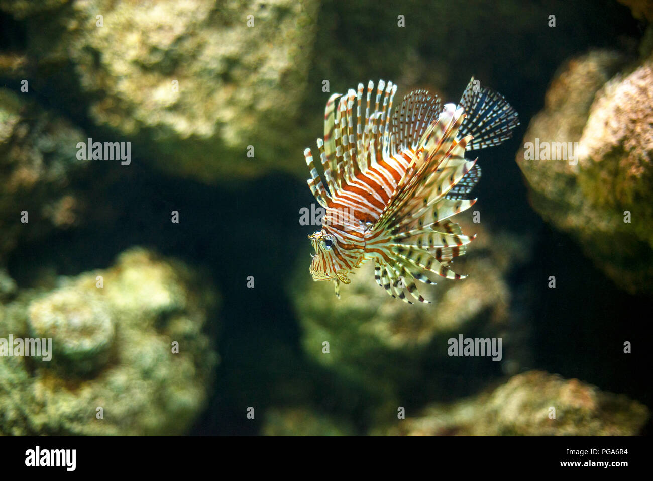 Auch eine schöne farbige Hawaiian Türkei Fisch als Hawaiian lion Fisch unter Wasser bekannt. Stockfoto