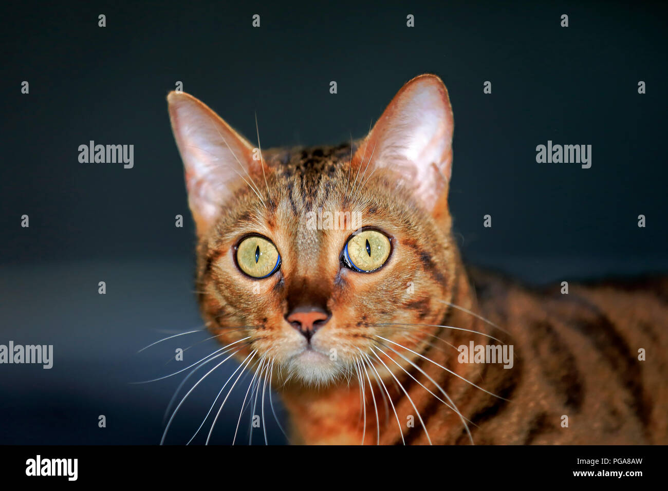 Bengal Katze (Felis Catus), Leopardette, Erwachsener, Tier Portrait, aufmerksam, Deutschland Stockfoto