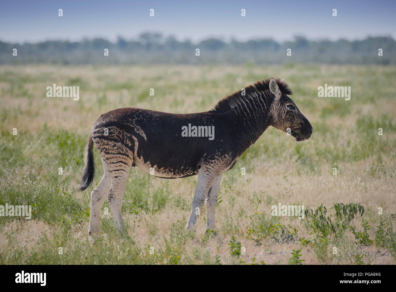 Burchell's Zebra (Equus quagga burchelli) mit anormalen dunkle Fellfarbe, Etosha National Park, Namibia Stockfoto