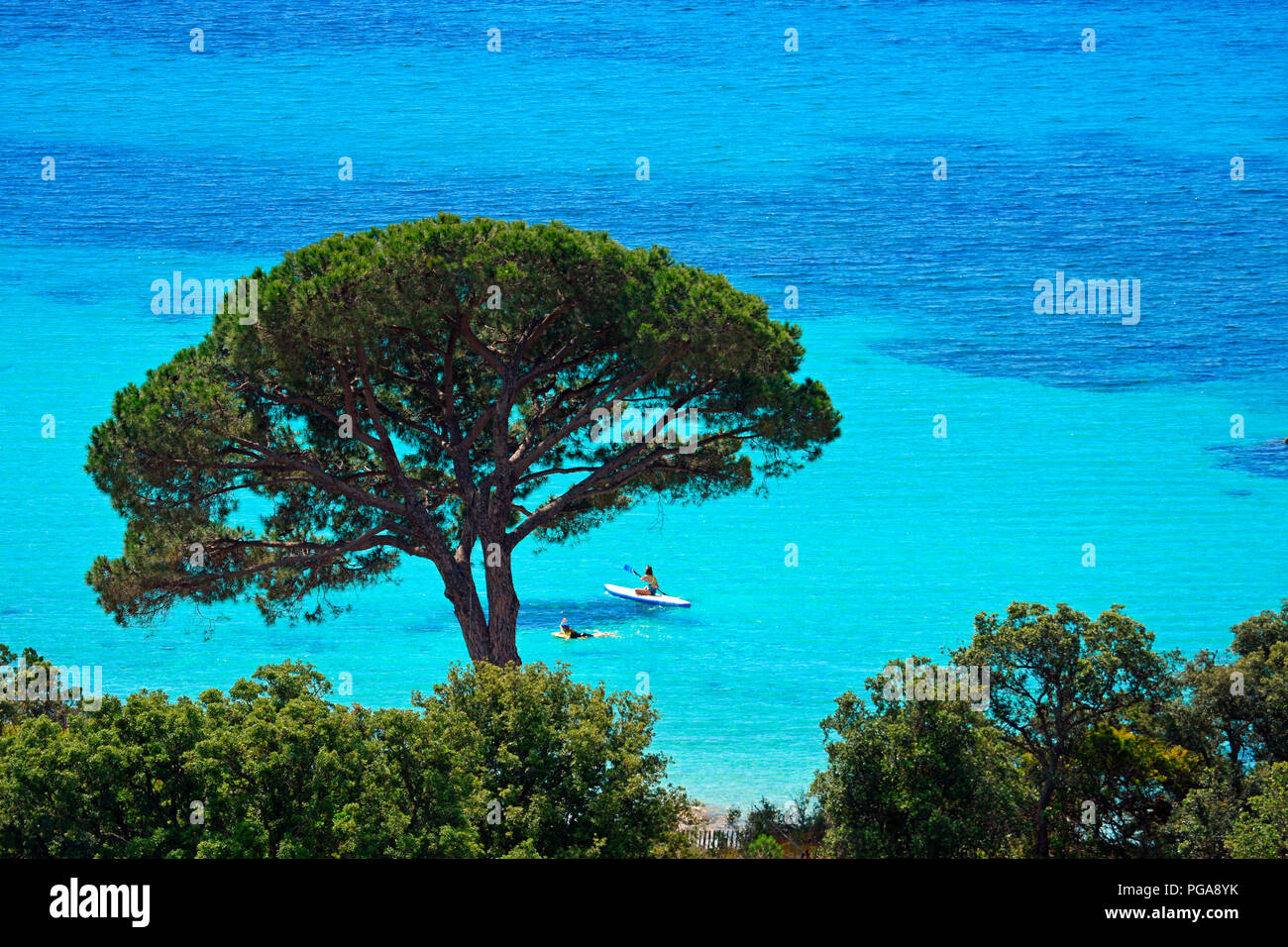 Palombaggia Strand mit türkisblauem Meer, Porto Vecchio, Corse-du-Sud Abteilung, Korsika, Frankreich Stockfoto
