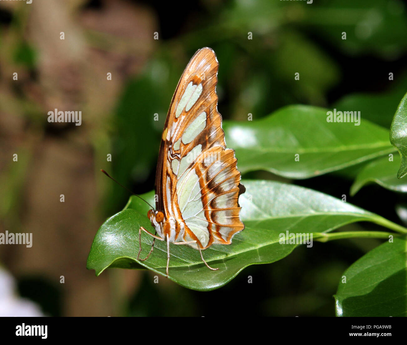 Schmetterling auf einer Pflanze Stockfoto