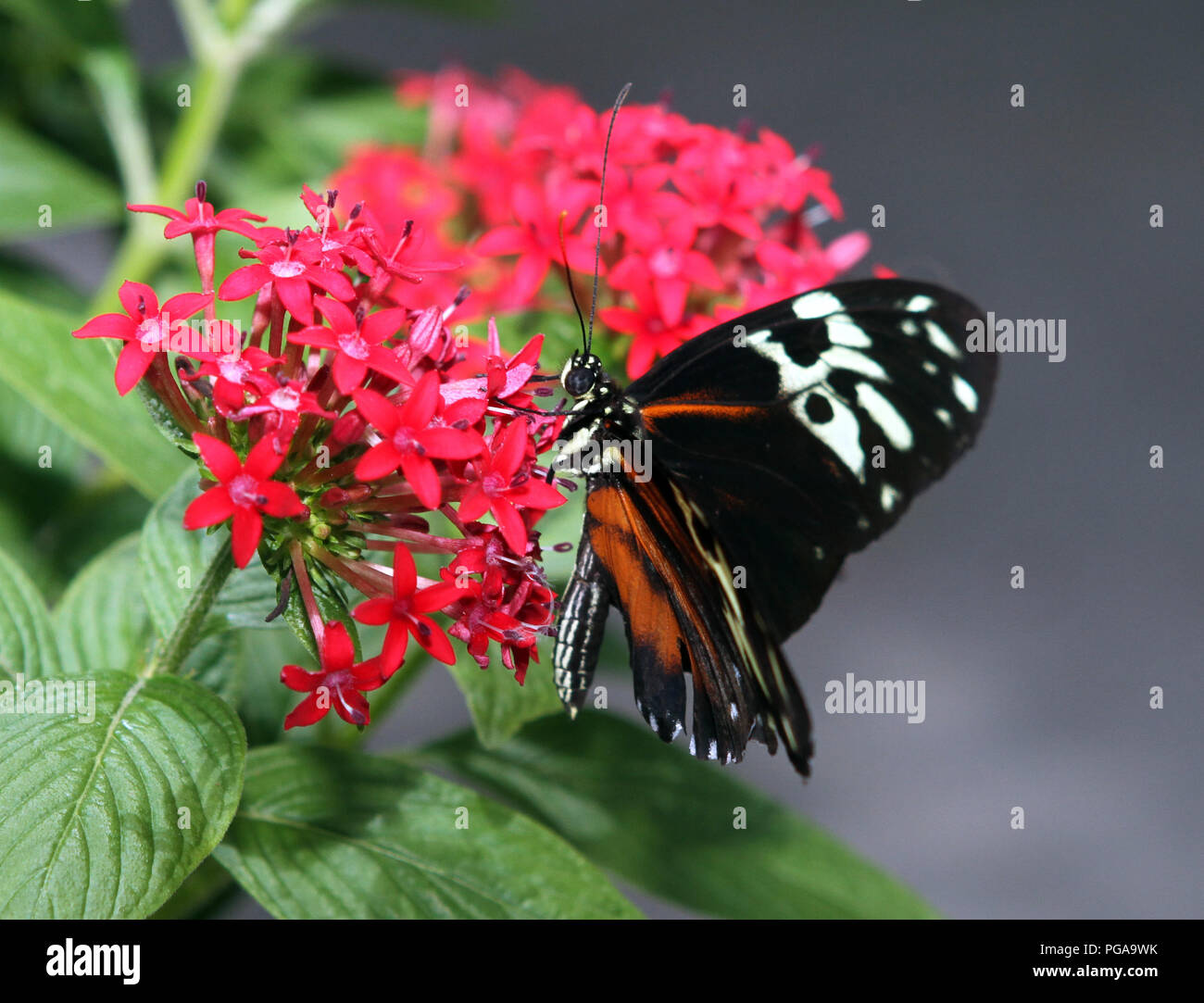 Schmetterling auf rote Blumen Stockfoto