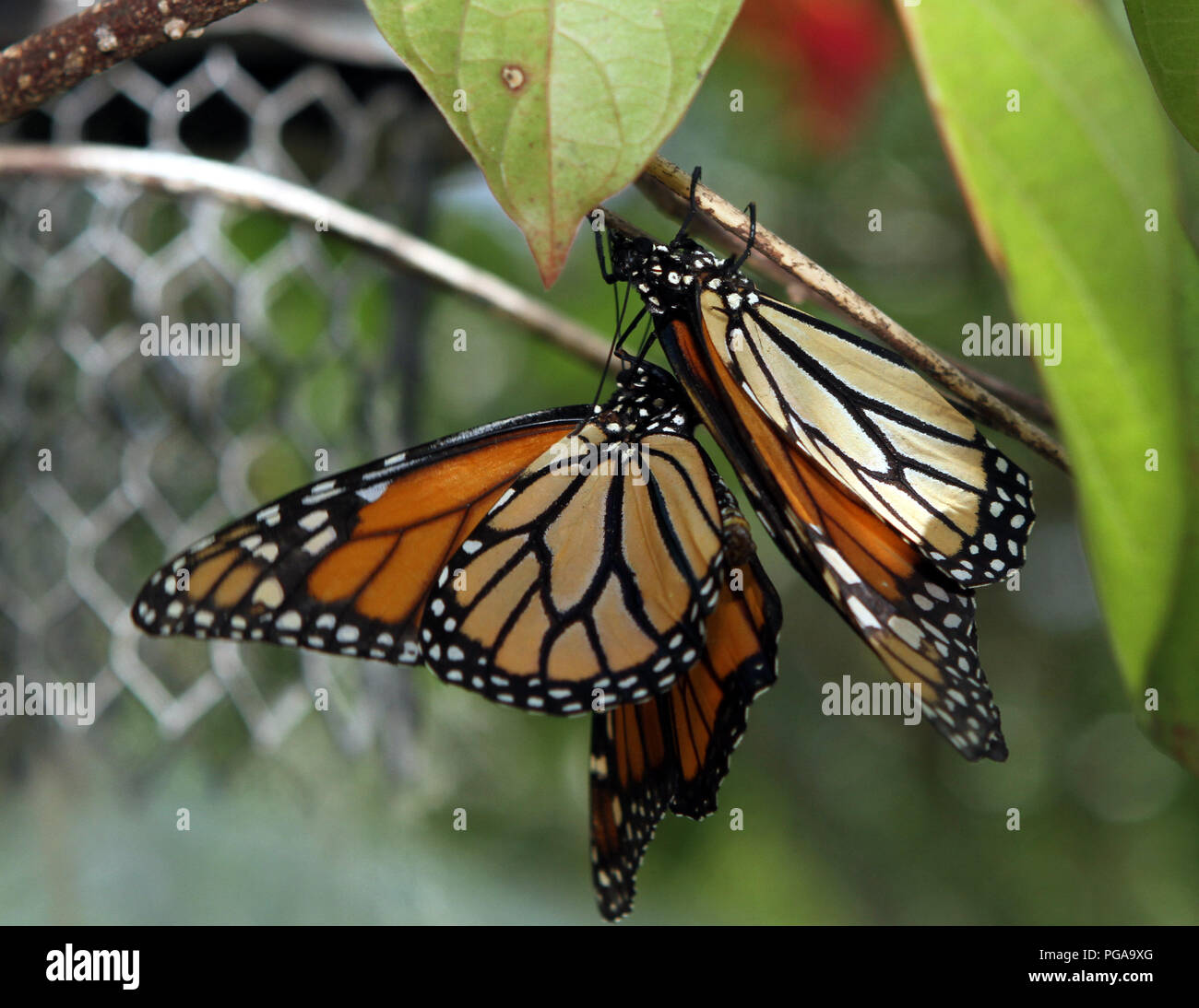 Monarch-Schmetterling Stockfoto