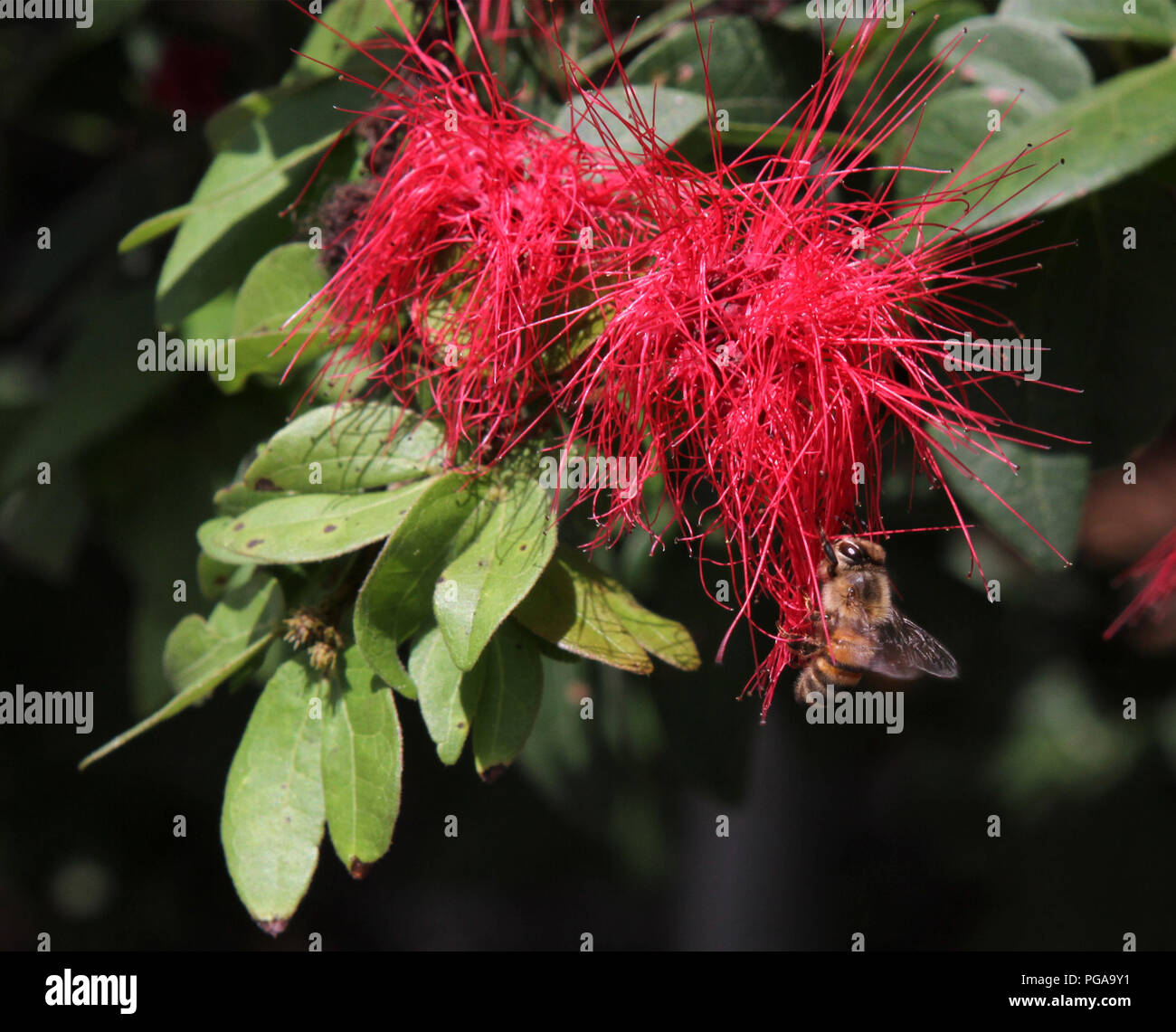 Biene auf bottlebrush Baum Stockfoto