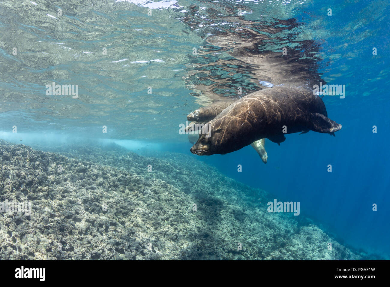 Männliche California Sea Lion die Bewachung der Harem, La Reina, Meer von Cortez (zalophus californianus) Stockfoto