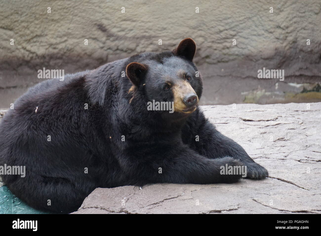 Schwarzer Bär im Wildlife Begegnungen am Ober Gatlinburg, Gatlinburg Tennessee. Stockfoto