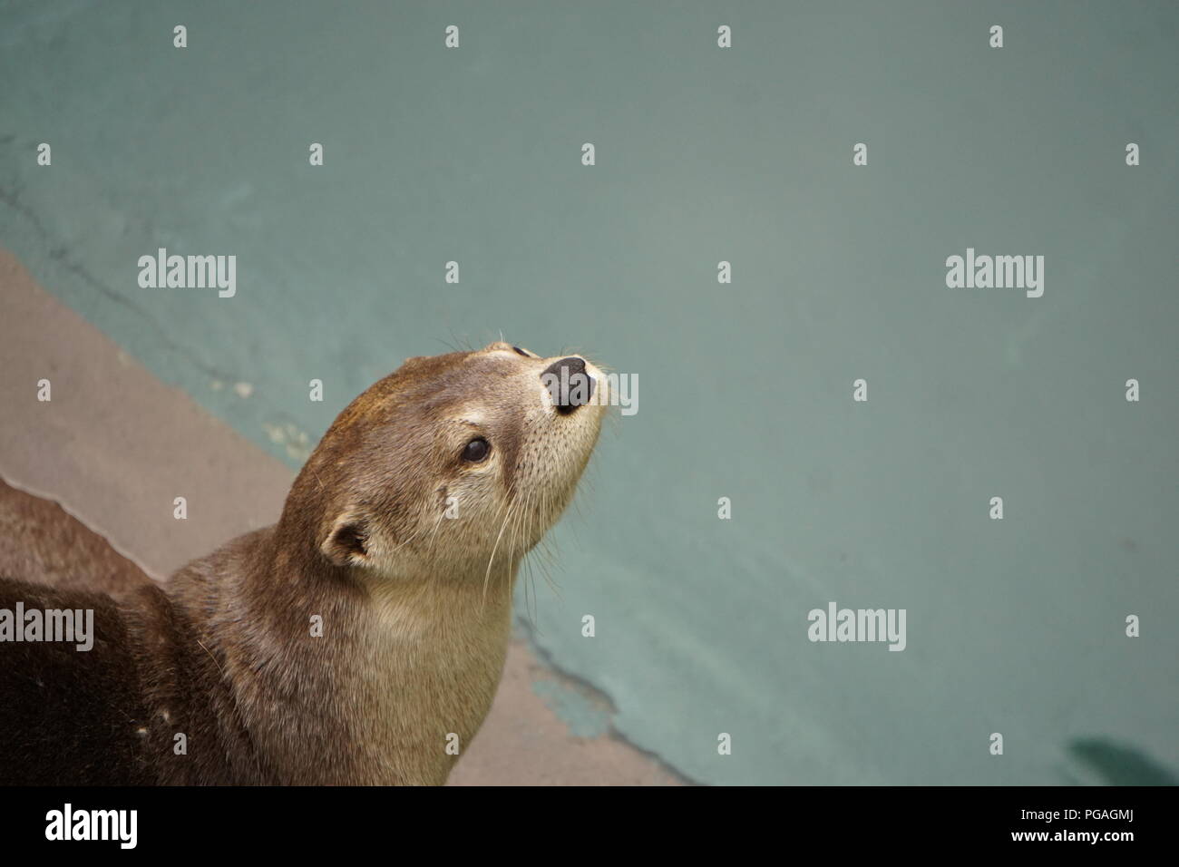 Otter im Wildlife Begegnungen am Ober Gatlinburg, Gatlinburg Tennessee. Stockfoto