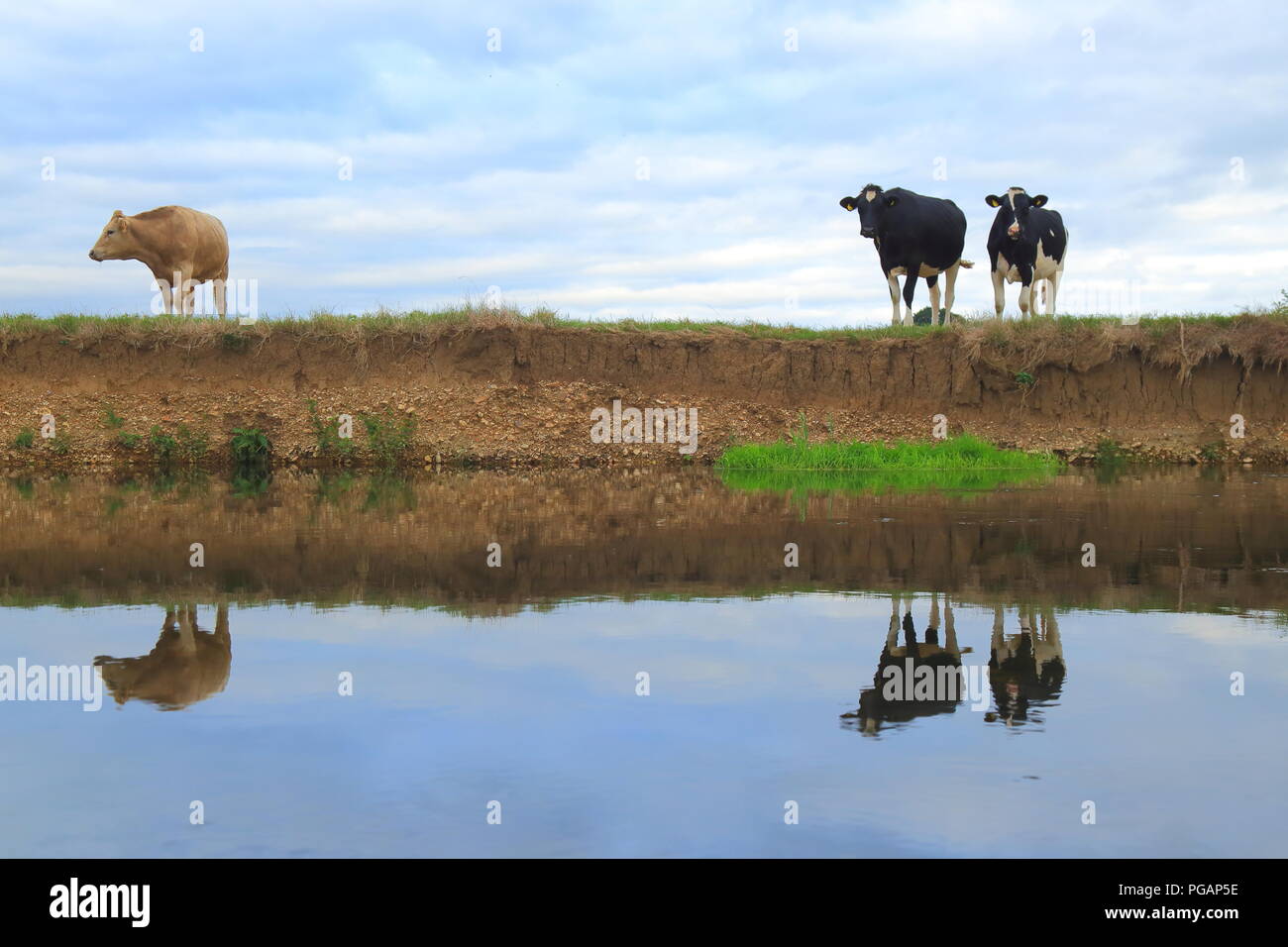 Holstein Friesen Kühen auf der vertikalen Bank des Flusses Axe in East Devon Stockfoto