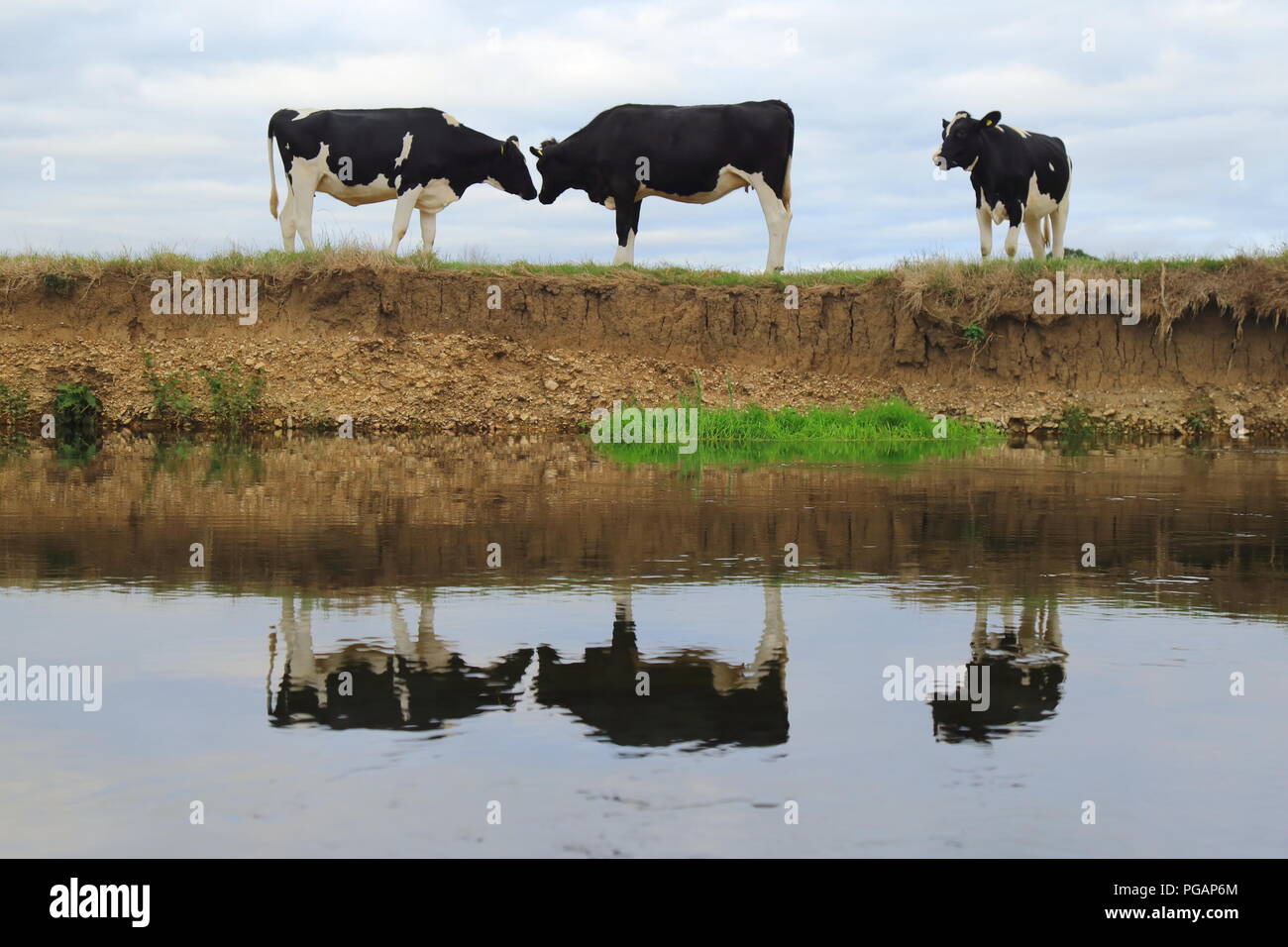 Holstein Friesen Kühen auf der vertikalen Bank des Flusses Axe in East Devon Stockfoto