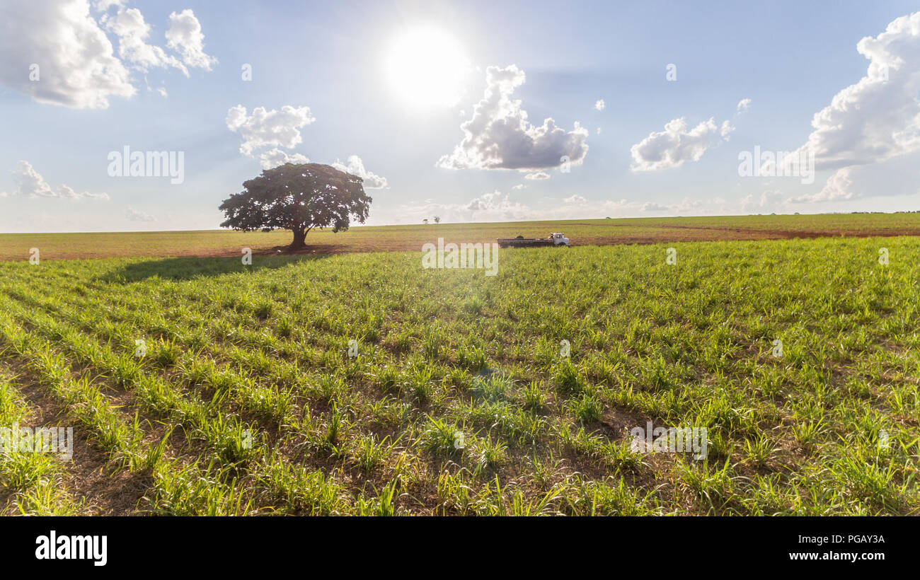 Zuckerrohrplantage Feld Luftbild mit Sonnenlicht. Landwirtschaft Industrie. Stockfoto