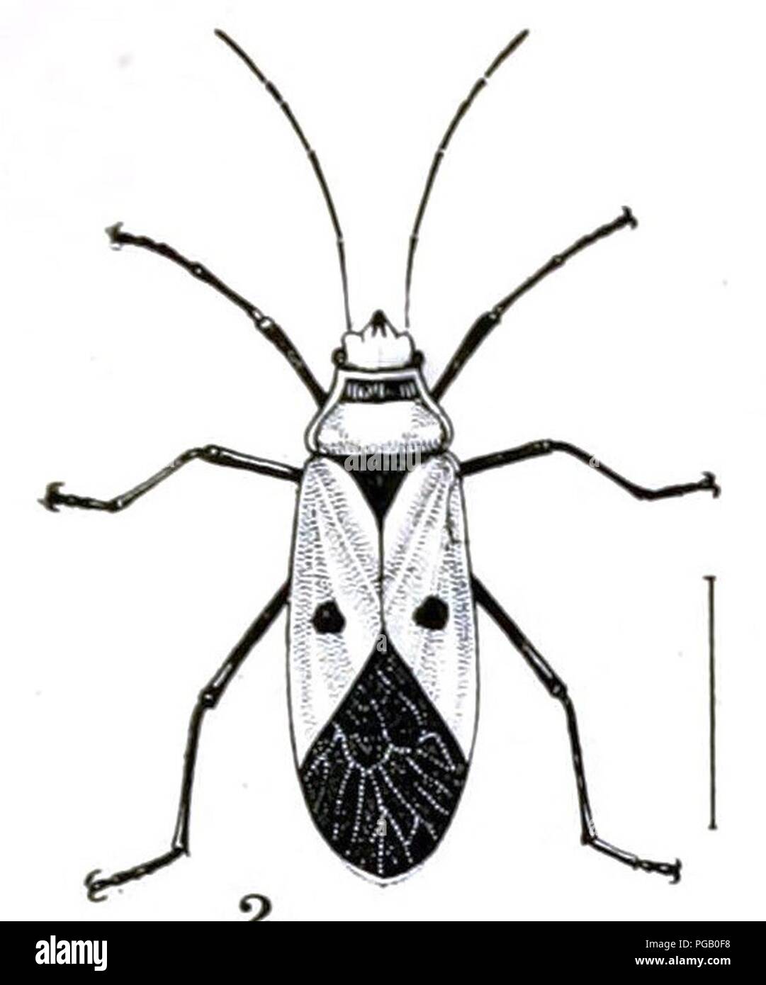 Australischer Insekten (Platte XXXI) (7268263964), 2. Stockfoto