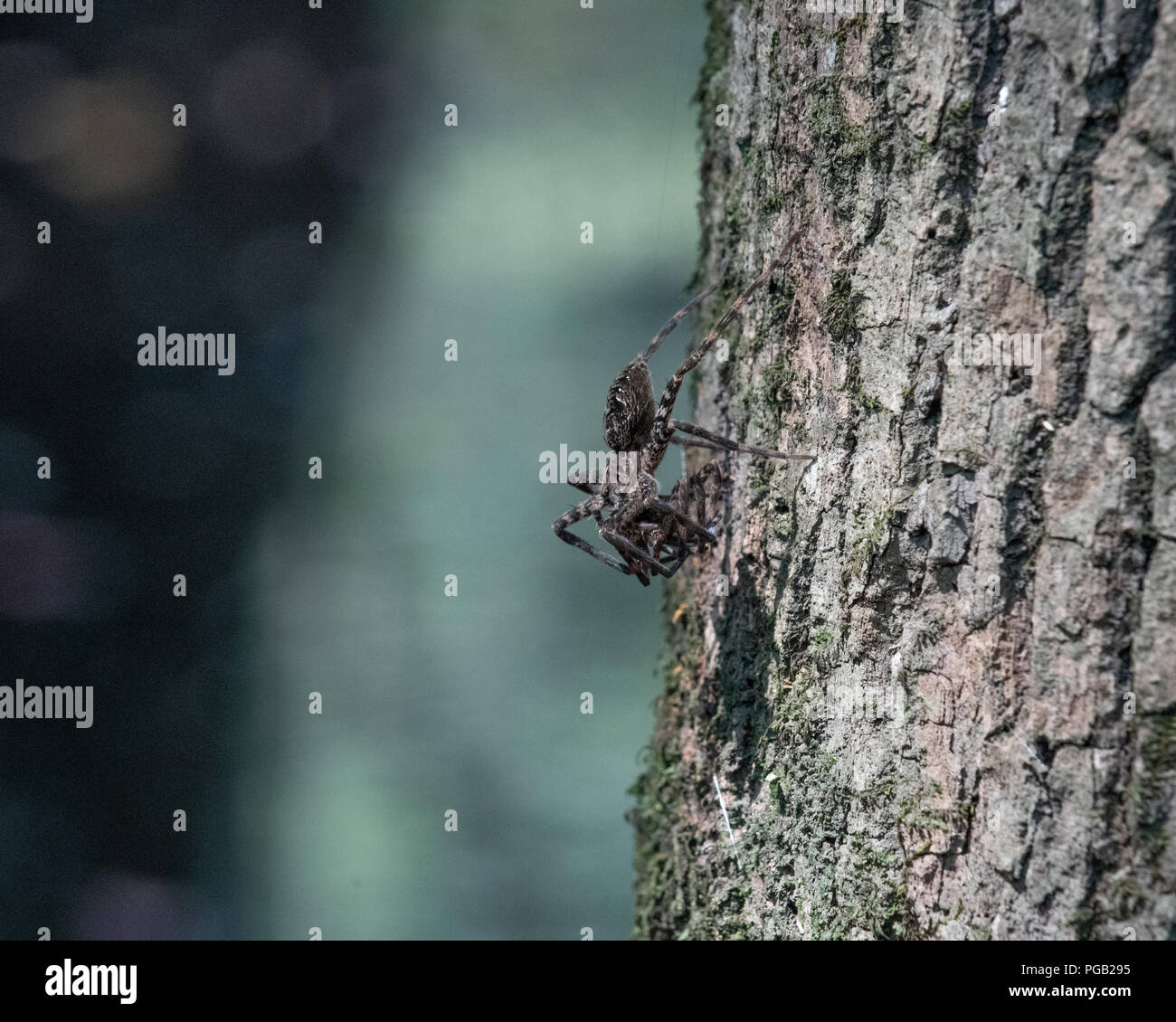 Juvenile whitebanded Angeln spider wartet auf Beute auf einen Baum in Shalotte North Carolina Usa Stockfoto