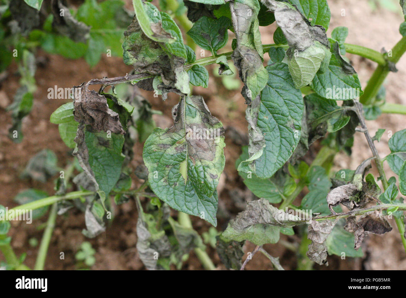 Kartoffel Kraut- und Knollenfäule Symptom auf Blätter Stockfoto