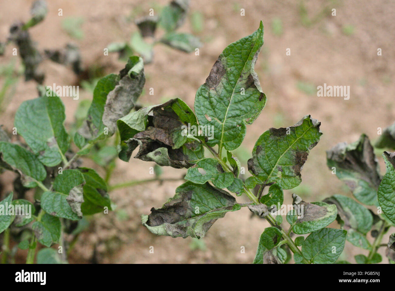 Kartoffel Kraut- und Knollenfäule Symptom auf Blätter Stockfoto