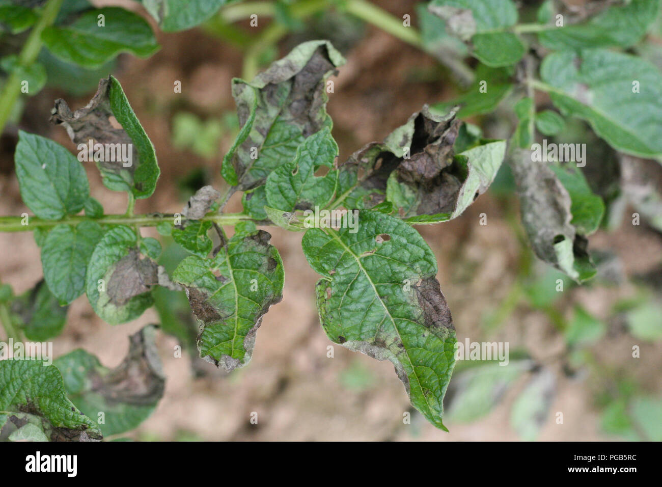 Kartoffel Kraut- und Knollenfäule Symptom auf Blätter Stockfoto