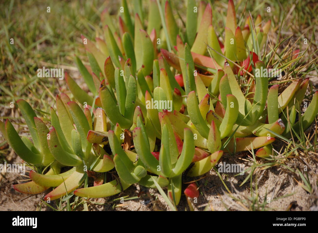 Malabar Vorgewende, Sydney, Australien Stockfoto