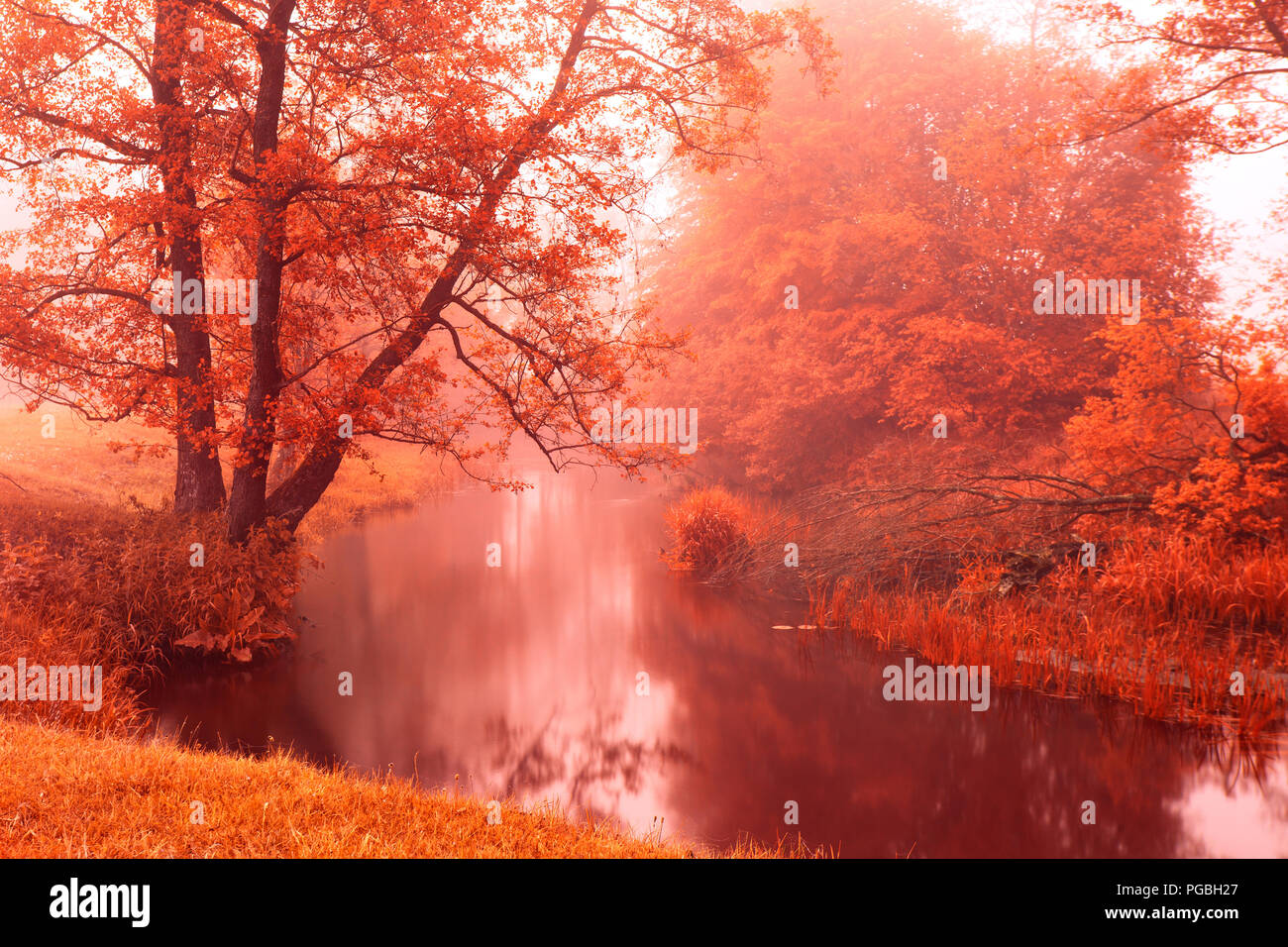 Herbstfarben im Herbst Foggy River. Alden Bäumen am Flussufer. Herbst misty morning. Herbst Dämmerung Szene Stockfoto