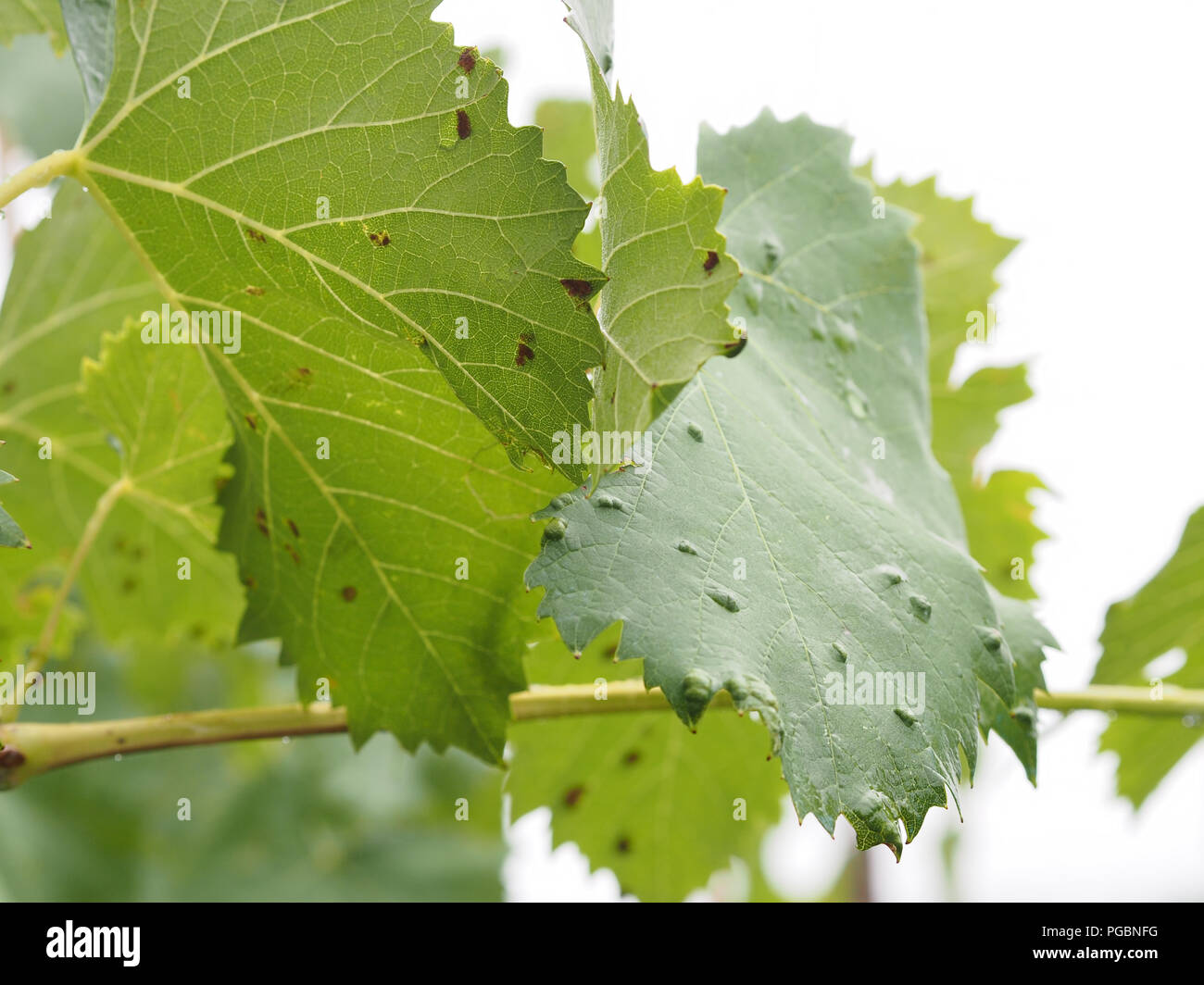 Traube erineum Milbe und ihre Galle. Weinberg problem. Oberseite des Blattes sehen Blasen, Unterseite wie Rost. Colomerus Vitis. Stockfoto