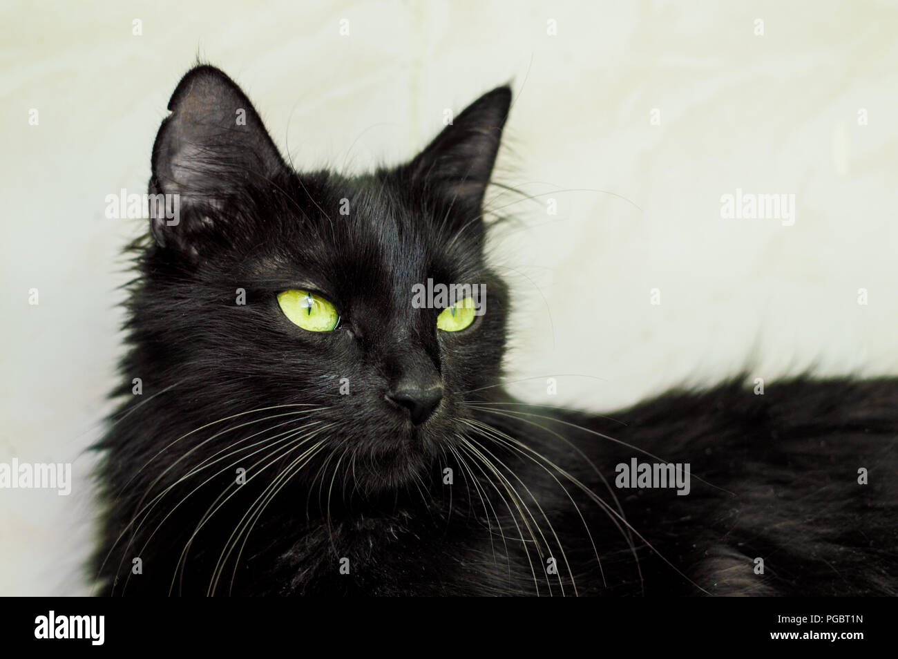 Porträt Einer Schöne Junge Schwarze Katze Mit Grünen Augen