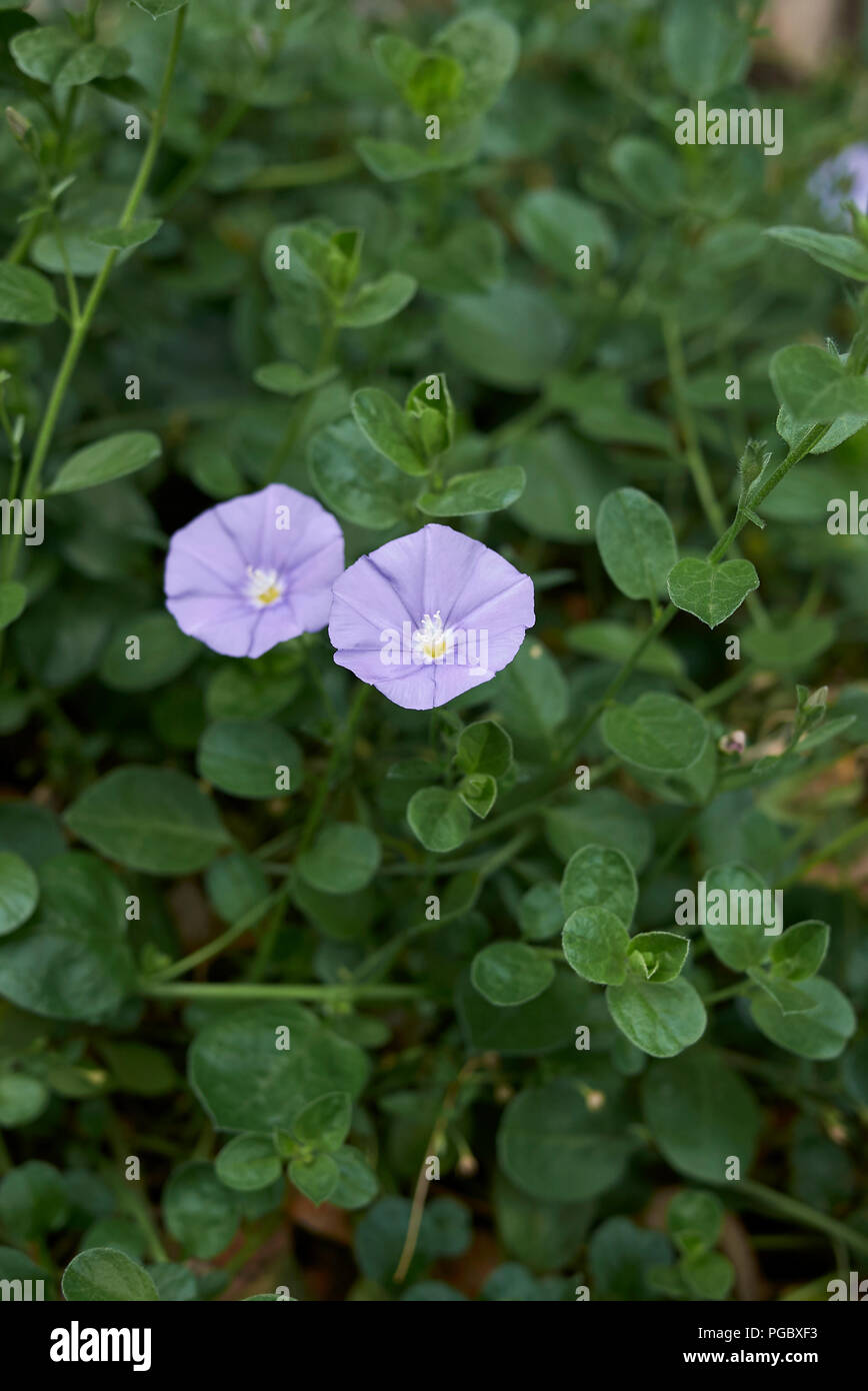 Convolvulus sabatius Stockfoto