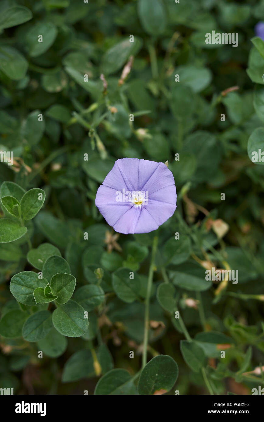Convolvulus sabatius Stockfoto