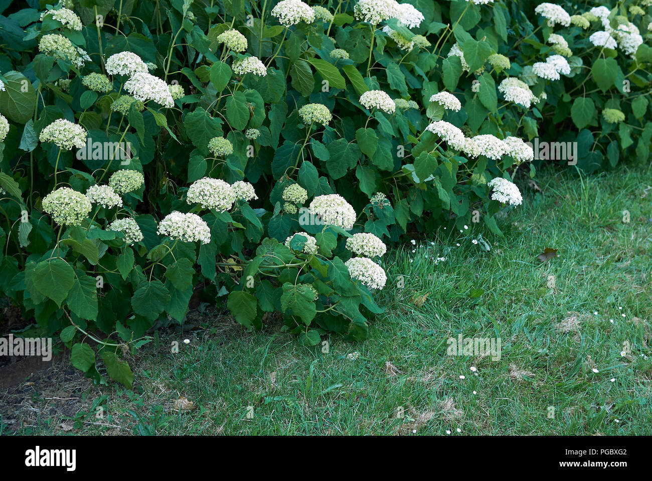 Hydrangea arborescens Blüte Stockfoto
