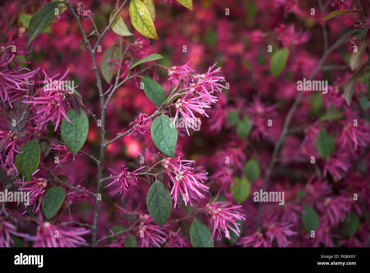 Loropetalum Chinense rubrum Stockfoto