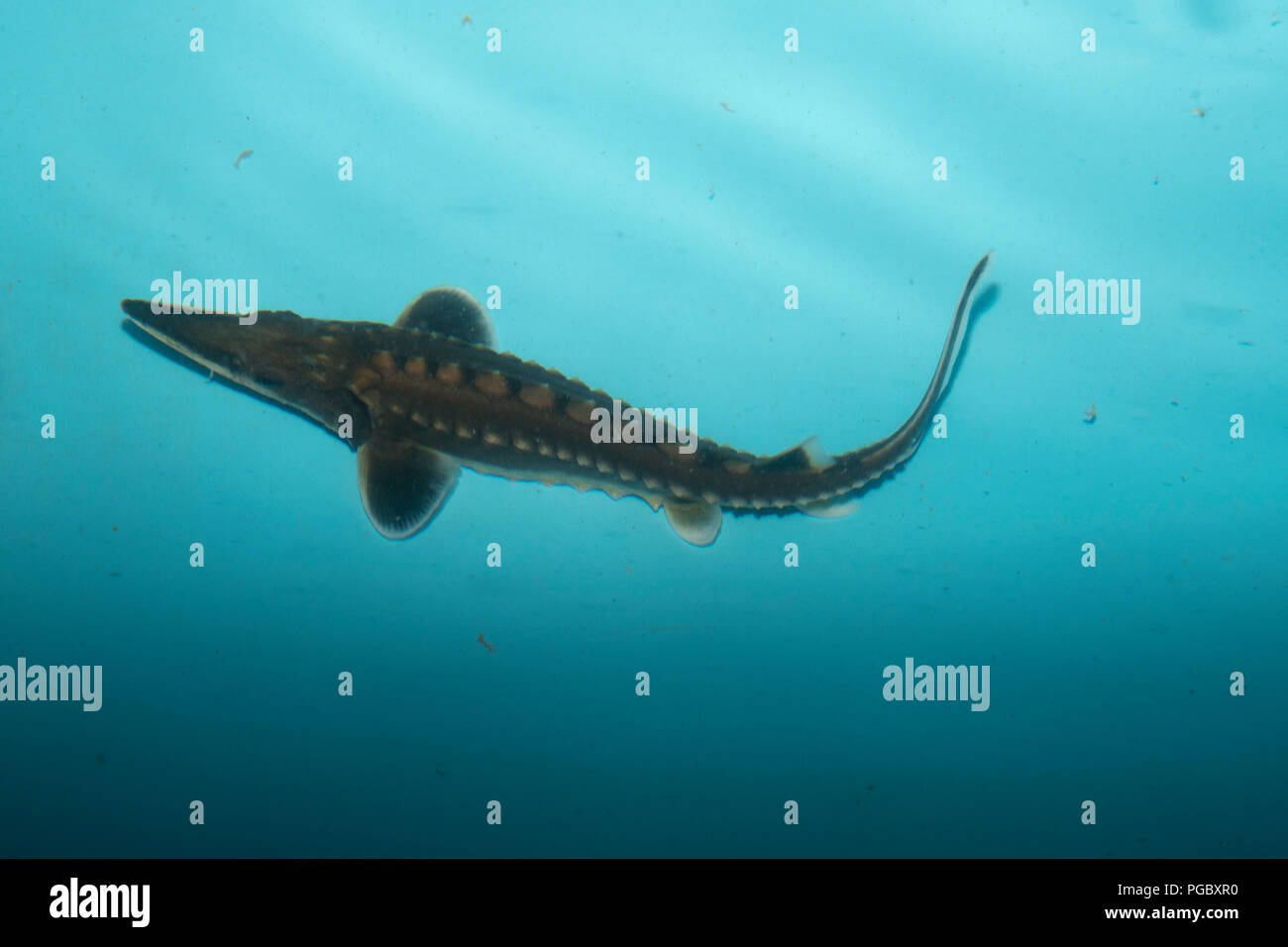 Wiedereinführung der Atlantischen Störe bis zu den Flüssen erreichen Ostsee gibt es eine Zuchtstation am Institut für Fischerei im Nordosten Deutschlands. Stockfoto