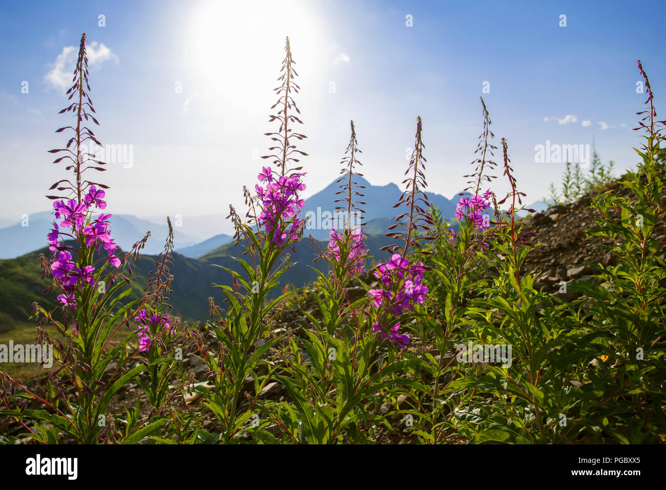 Roza Khutor Plateau Sommer Alpine Ski Resort Landschaft, Sochi, Russland. In der Nähe der Alm auf einem Hintergrund der kaukasischen Berge Stockfoto