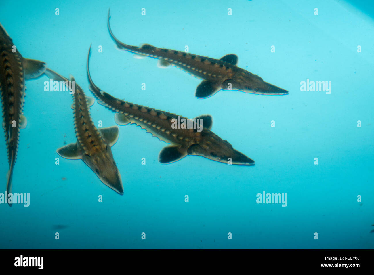 Wiedereinführung der Atlantischen Störe bis zu den Flüssen erreichen Ostsee gibt es eine Zuchtstation am Institut für Fischerei im Nordosten Deutschlands. Stockfoto