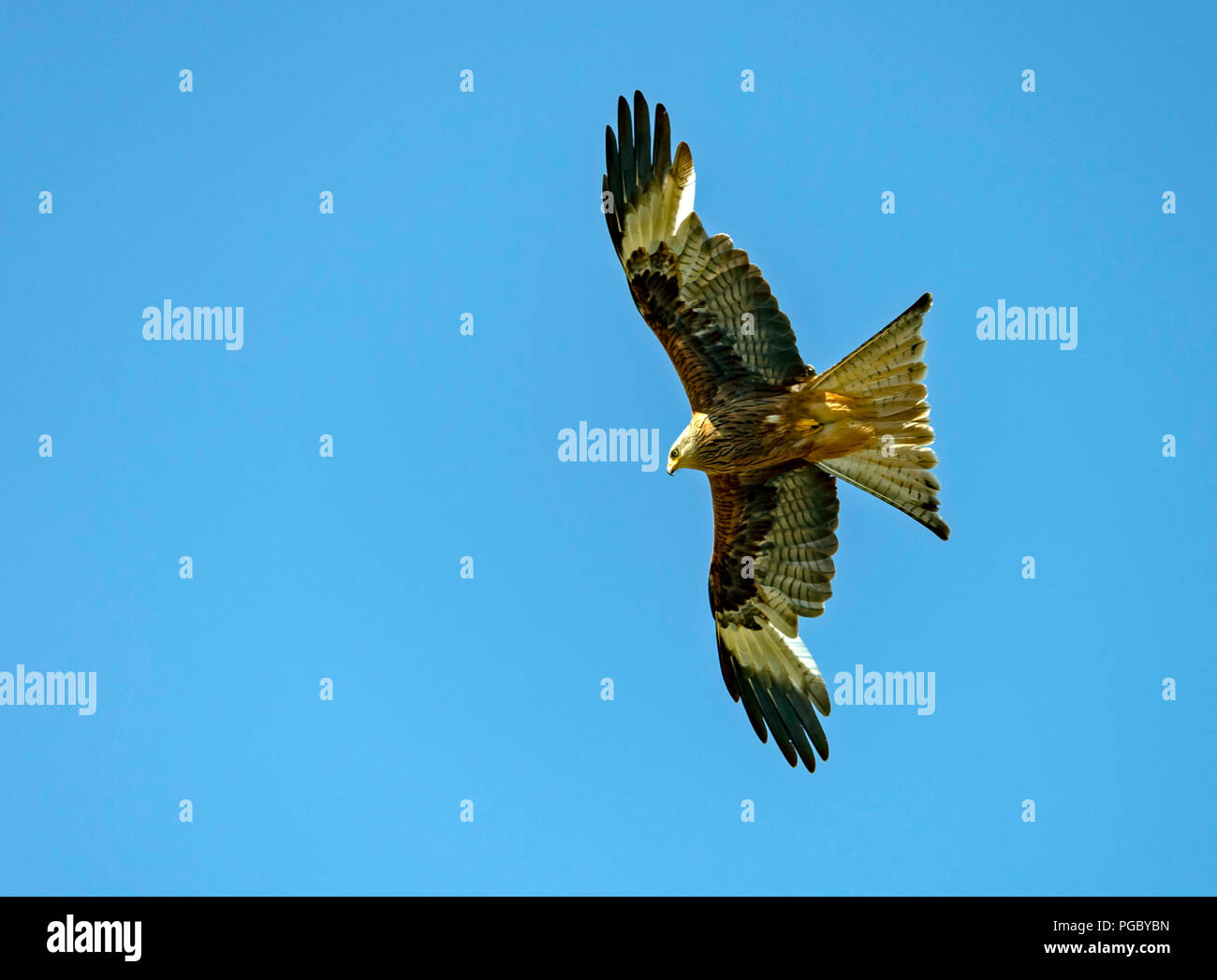 Red Kites Kreis über Heu Feld in Pant-Y-Dwr, auf der Suche nach feldmäusen, etc. Durch die Traktoren bayling Heu gestört. Stockfoto