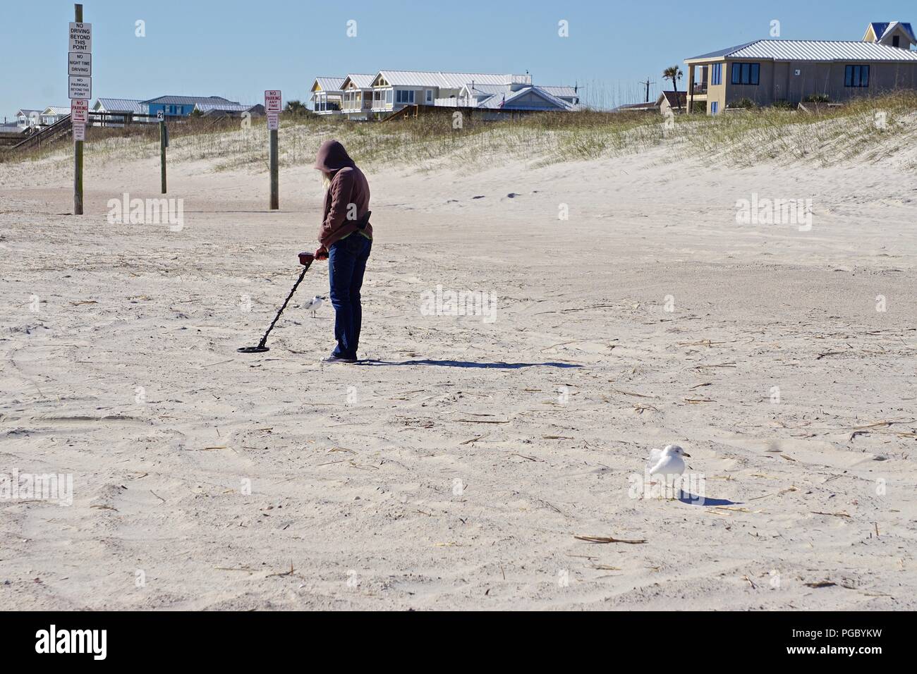 Fernandina Beach, FL, USA: eine Möwe wacht als Frau trägt einen Kapuzenpulli einen Metalldetektor verwendet den Sand für Wertsachen zu kämmen. Stockfoto