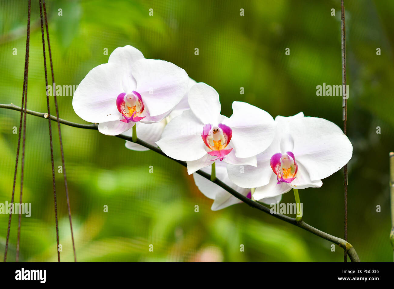 Singapur Orchideen Arten Stockfoto