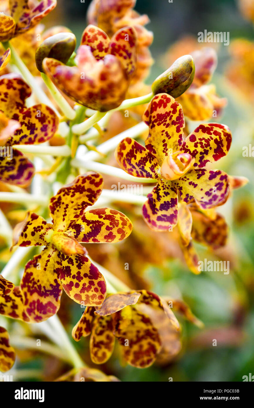 Singapur Orchideen Arten Stockfoto