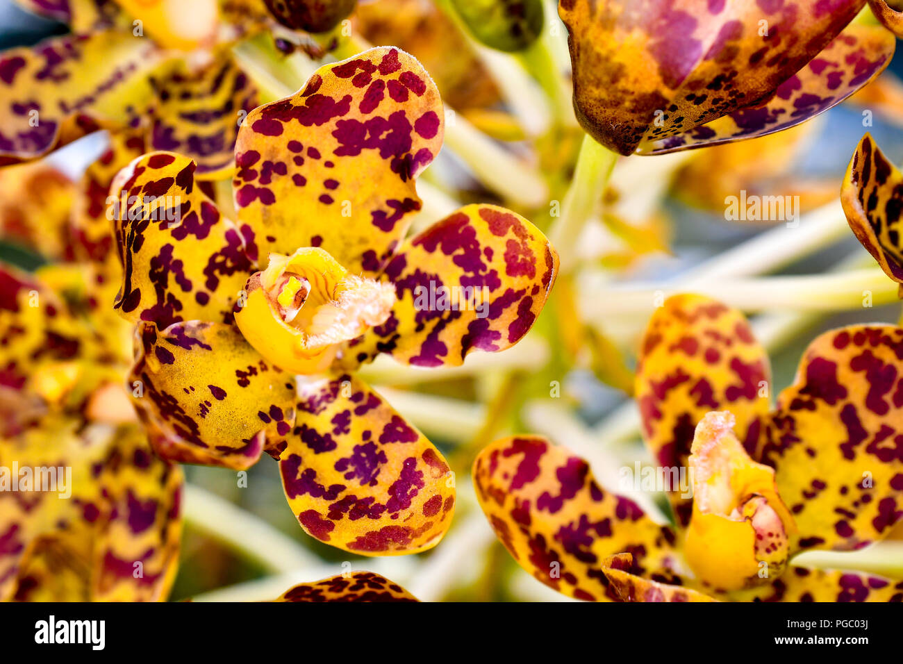 Singapur Orchideen Arten Stockfoto