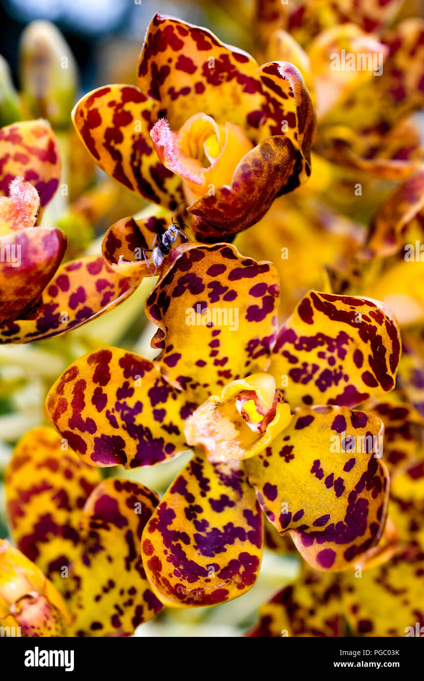Singapur Orchideen Arten Stockfoto