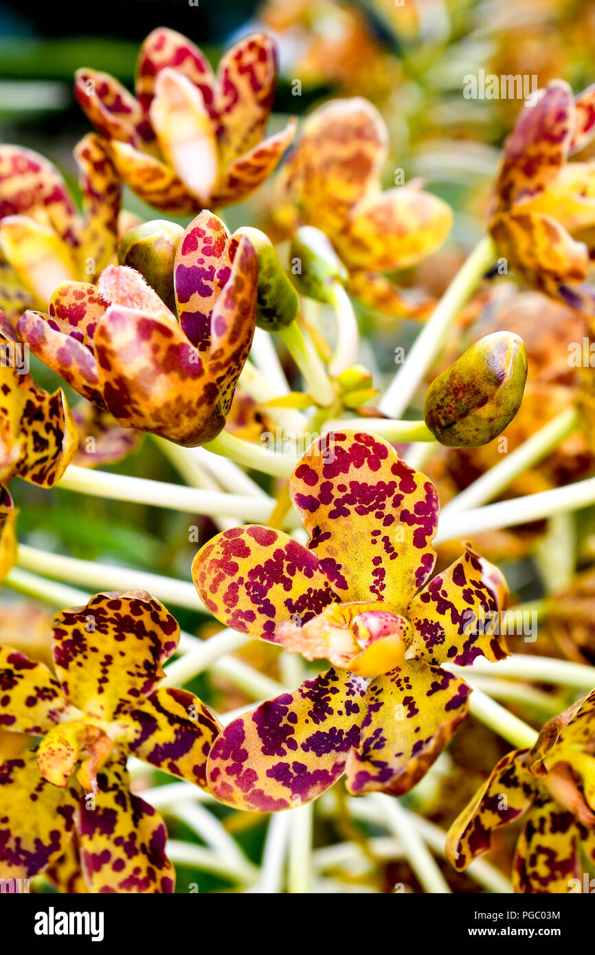 Singapur Orchideen Arten Stockfoto