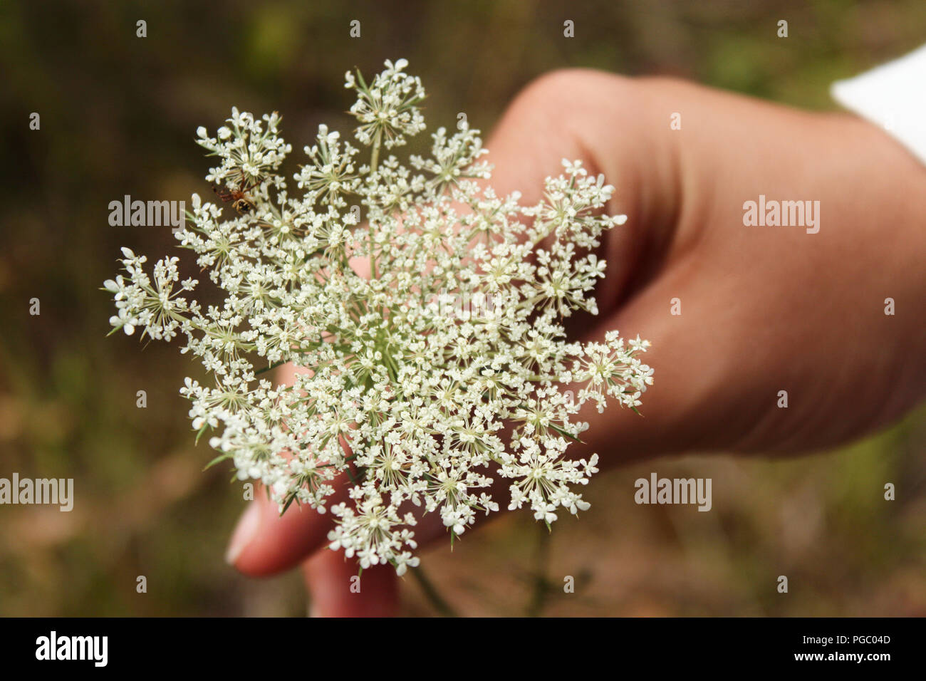 Weibliche Hand, die eine weiße Queen Anne's Lace Blume im Wald Stockfoto