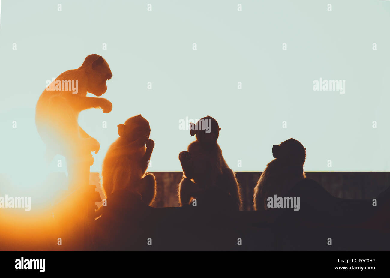 Gruppe von Affen auf die Dächer in der Stadt Umgebung regelmäßige tägliche Szene, in der Nähe von Lopburi, Thailand Stockfoto
