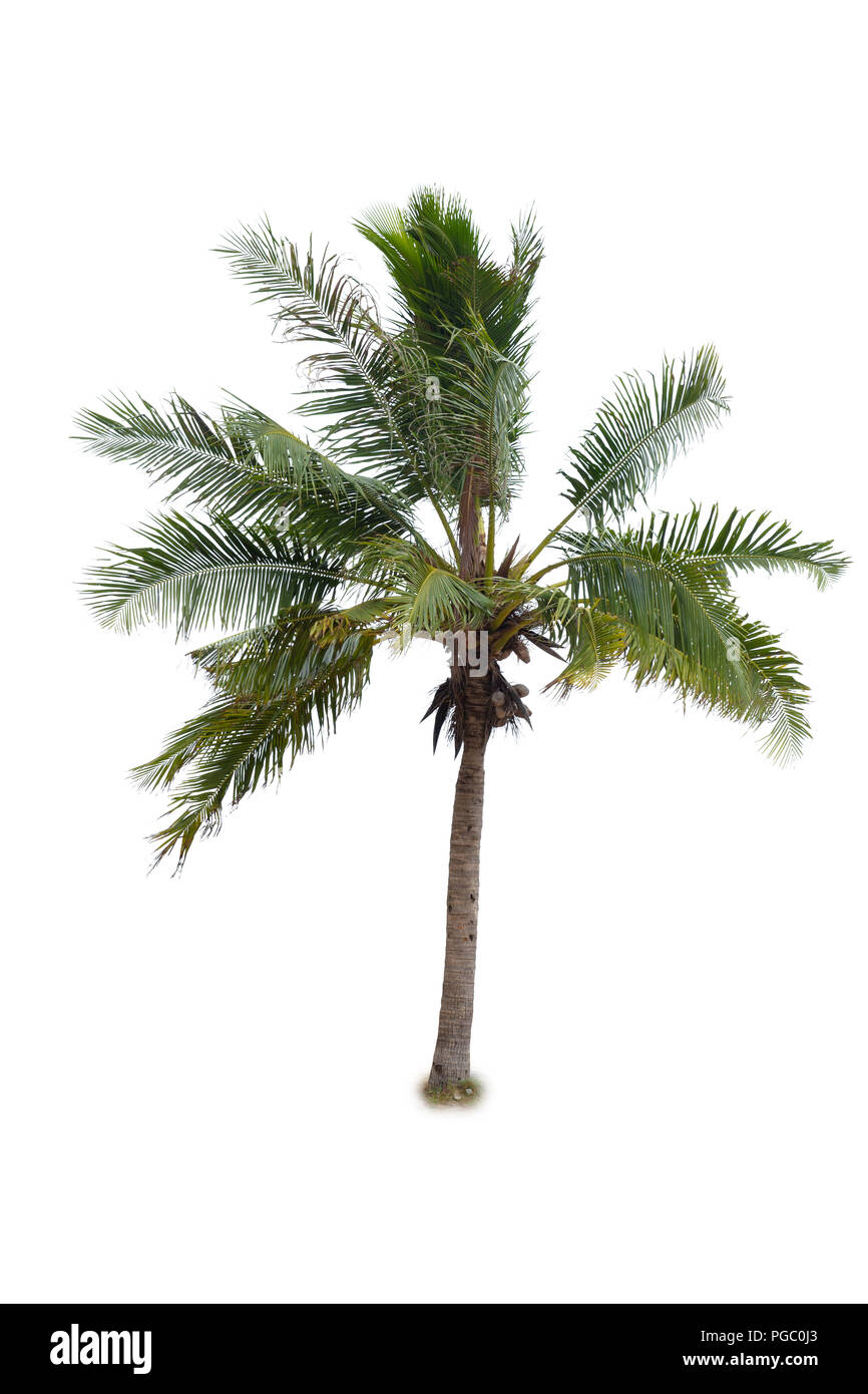 Kokosnuss Baum tropischen Insel Anlage auf weißem Hintergrund Stockfoto