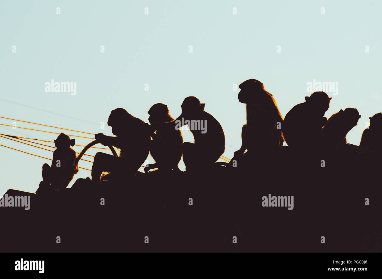 Gruppe von Affen auf die Dächer in der Stadt Umgebung regelmäßige tägliche Szene, in der Nähe von Lopburi, Thailand Stockfoto